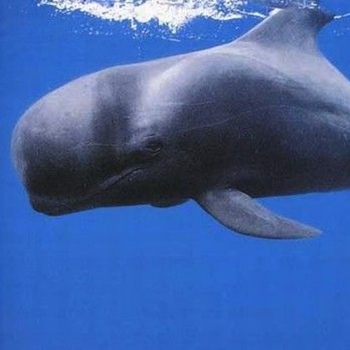 Stream Sauce Rose by shitpost roronoah Listen online for free on