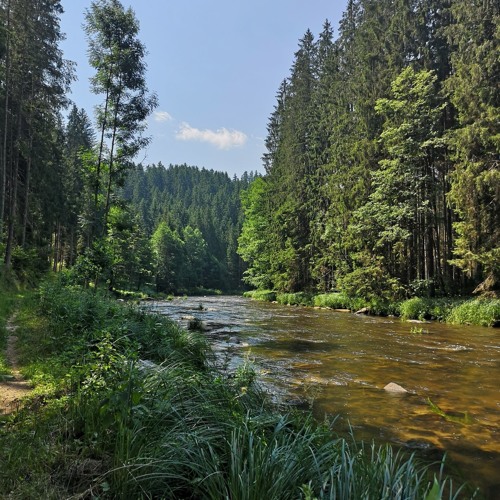 Amalgamations for Viola