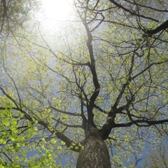fantastic binaural music & sound pleasure: open strings & Anders K.Langstrand