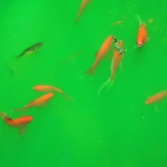 Fishmarket 1: What's it Going to Be, Numbers? I Smell like Fish Every Day