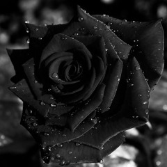 StormiRose X The Worst ( Freestyle )