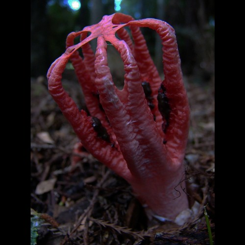 clathrus archeri