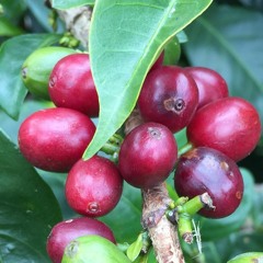 A Little Podcast about Coffee Price Transparency - Ep 1