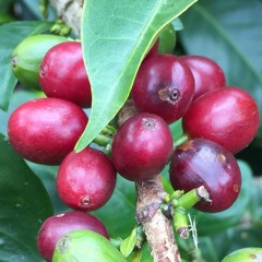 A Little Podcast about Coffee Price Transparency - Ep 2