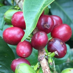 A Little Podcast about Coffee Price Transparency - Ep 3