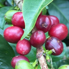 A Little Podcast about Coffee Price Transparency - Ep 4