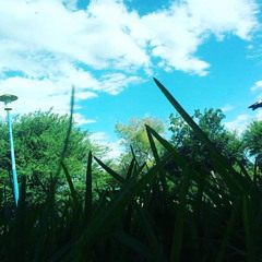 Narcissistic Nomad- Monkey Barrs1