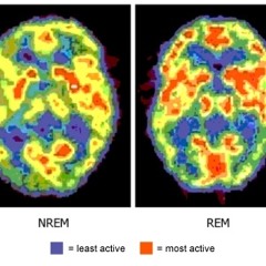 The Dream Soundtrack