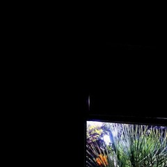 Hezi Hybrid - Impeccable