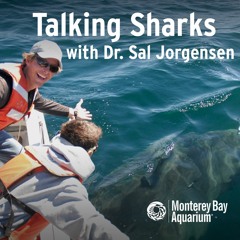 Talking Sharks with Dr. Sal Jorgensen | Shark Week 2019 Special Episode