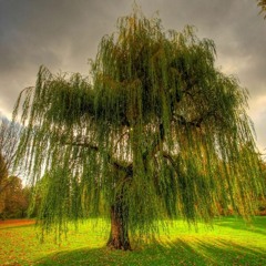 LAVAY x WEEPING WILLOW