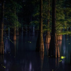 Light in the Murk [Night]