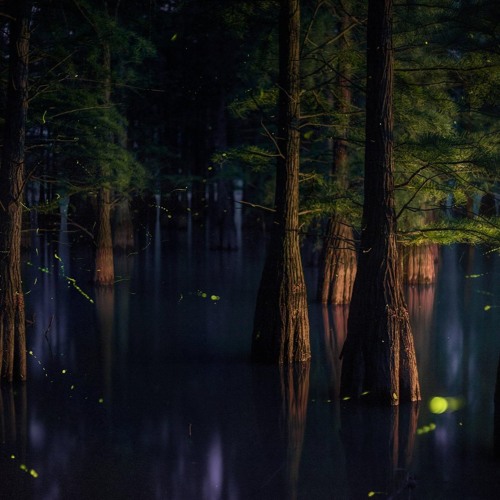 Light in the Murk [Night]