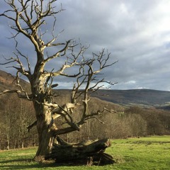 SPECTRED OAKS and MOUNTAIN ASH From Sylva Suite by Robert Peate, Alexandra Guiraud - Harp (live)
