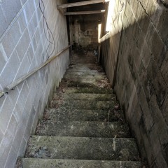 The Pocket   Mouse Blues