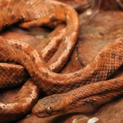 Ondas da Ciência 223 - Que bicho é esse? Novo registro de serpente em Minas Gerais