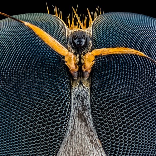 Insect Fuzz