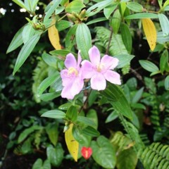 Rainforest