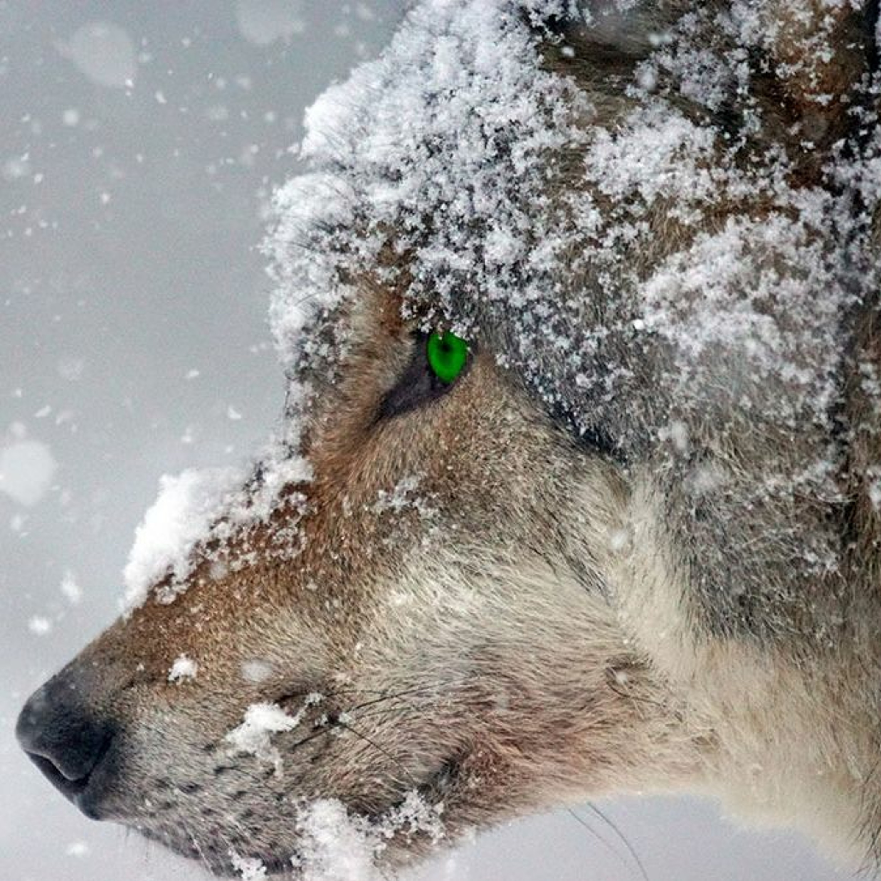 Why Must We Beware Wolves in Sheep’s Clothing? 527