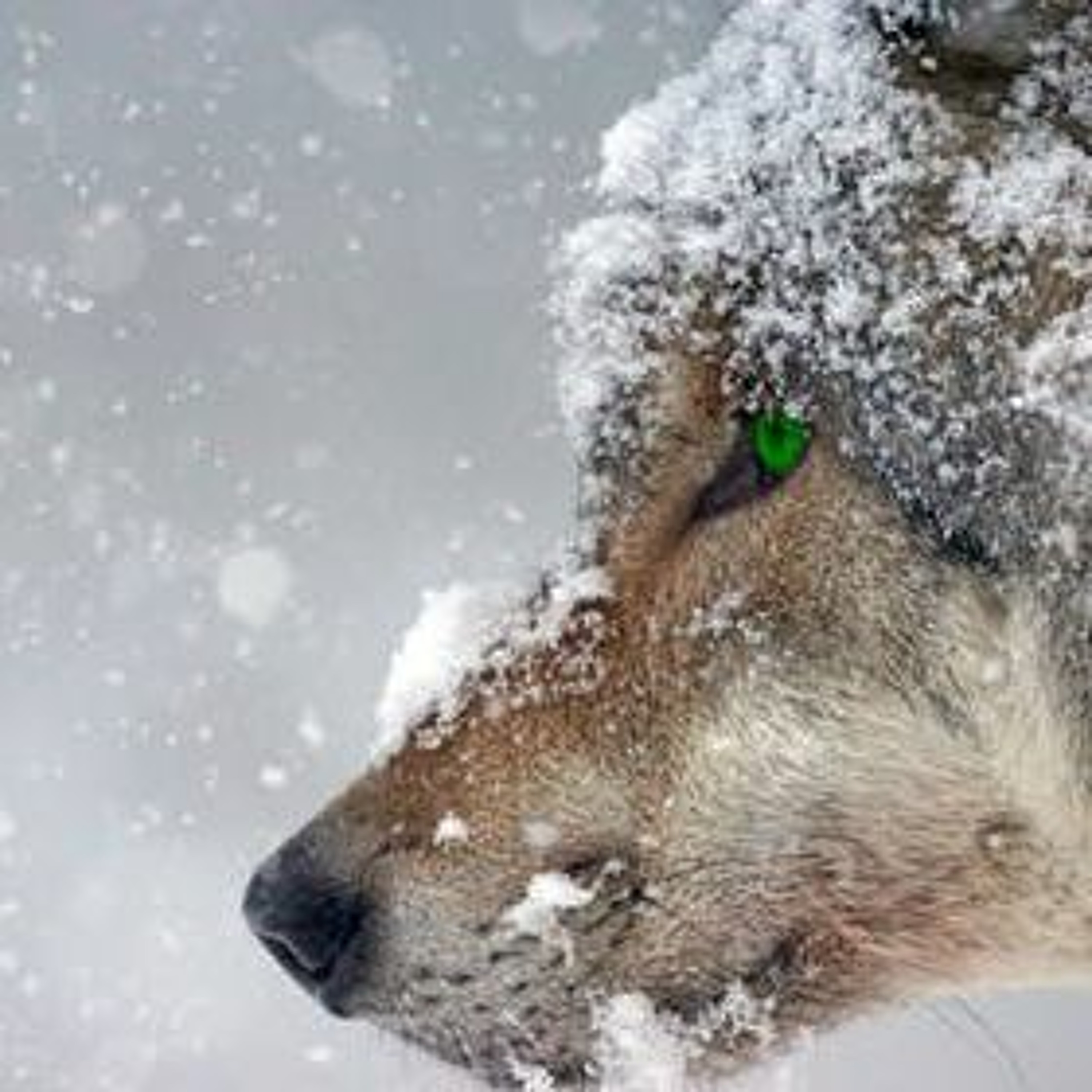 Gray Wolf Studio