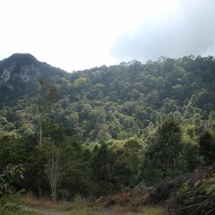 Borneo | 5:30-9am Mt. Buan, Sarawak jungle pre-dawn to morning