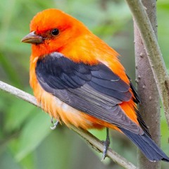 Look Ahead To The Future