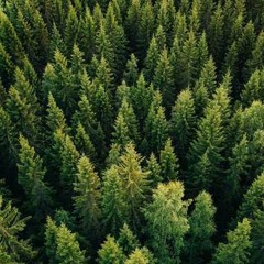 Landlocked Blues ft. Rabbit