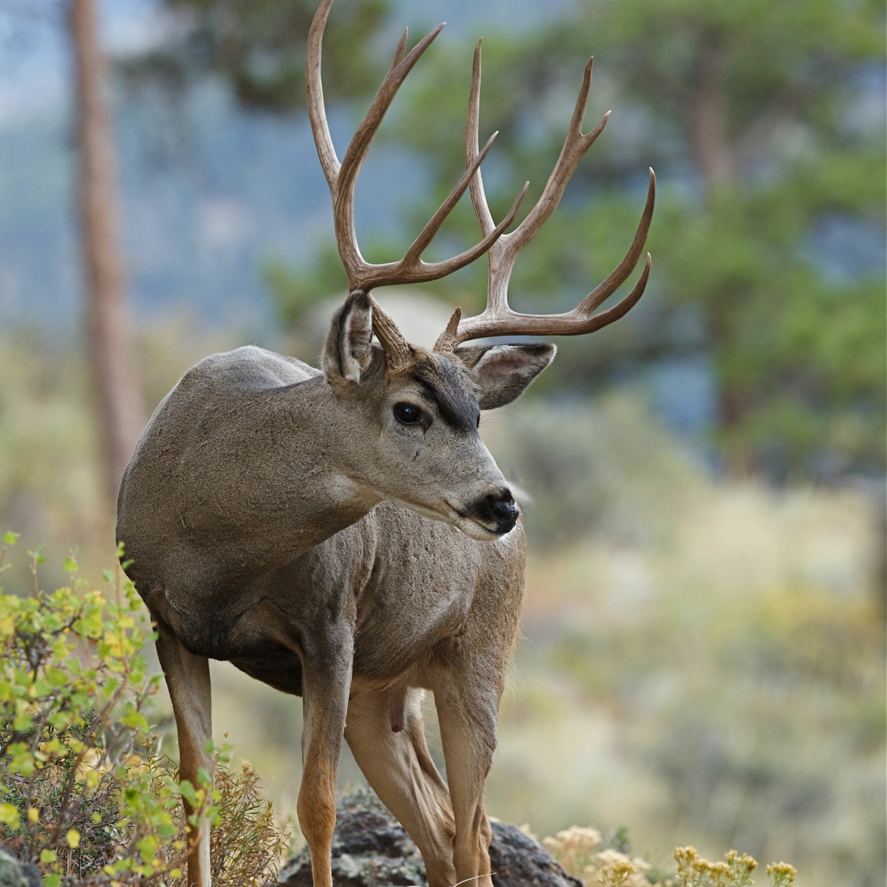 Chronic Wasting Disease Prevention