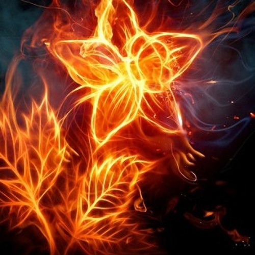 Flowers by Firelight