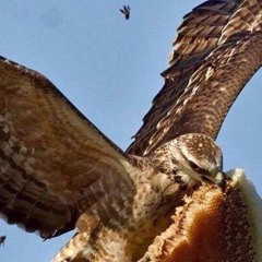 PAPORA UNLOCK CODES MIX ***