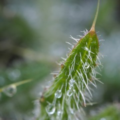 Details Of Nature (Part I)