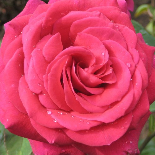 By Any Other Name choral version (LIVE)