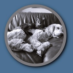 Cat N Dog Riff