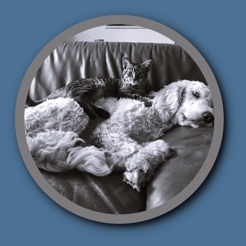 Cat N Dog Riff