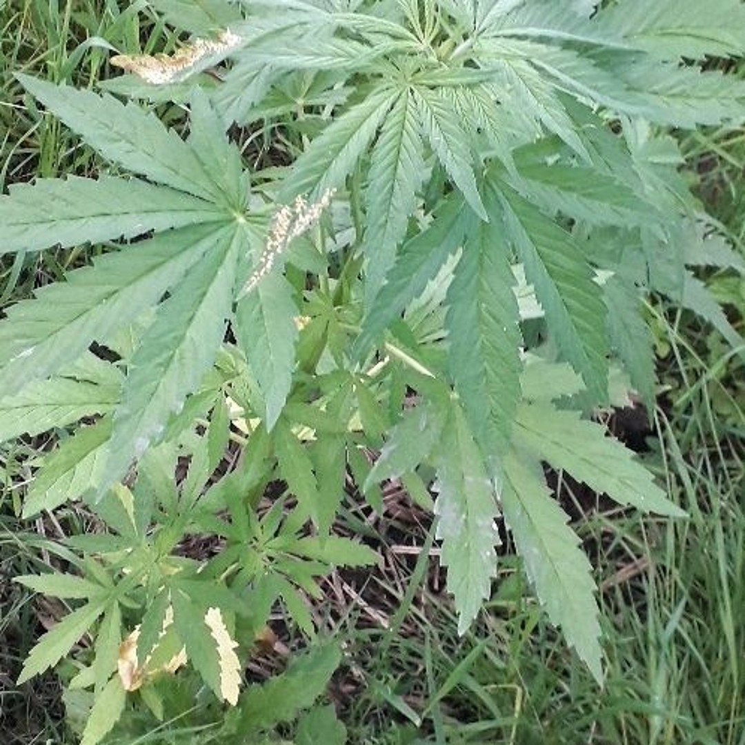 Listen to Bas Tajpan - Nowy Protest (SOUND BASS \u0026 MR.WHOOO 2019 Bootleg) by  Music Sick Network in Big room playlist online for free on SoundCloud, image size:1080x1080