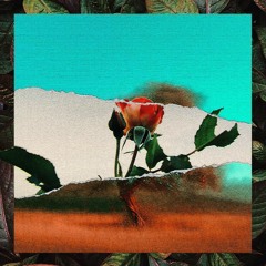Feed the Roses