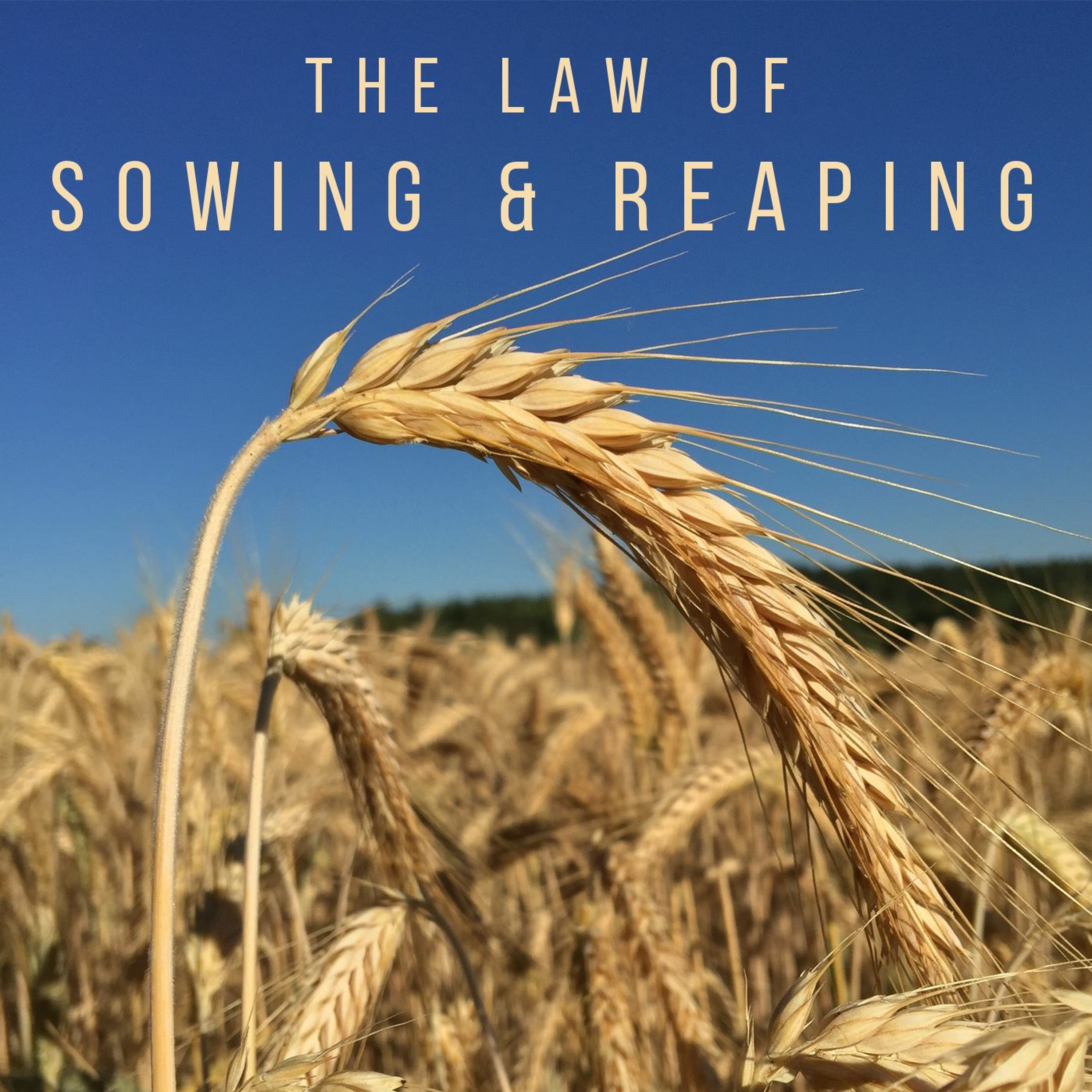 The Law of Sowing and Reaping episode artwork