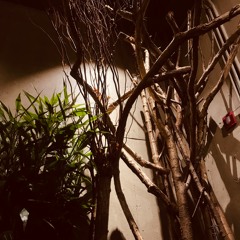 불면(오반)