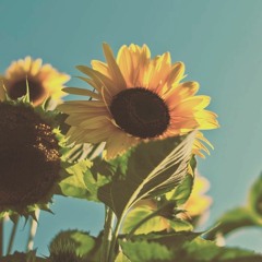 [메르] 해바라기의 약속 ひまわりの約束(Hata Motohiro)  1절