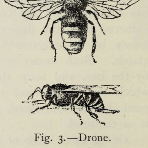Stream episode The honey bee its natural history, anatomy and