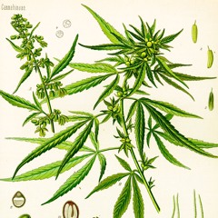 2.10 Interview with Travis Higginbotham, part 4