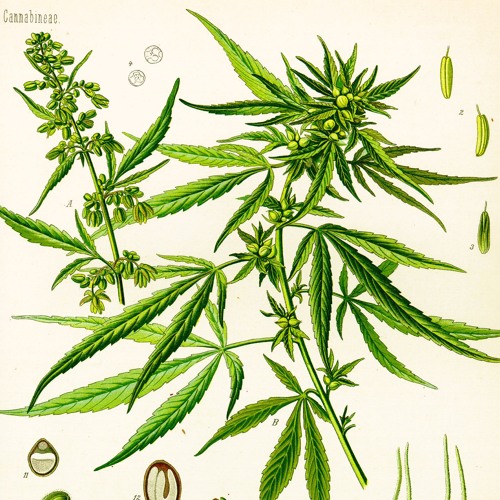 2.10 Interview with Travis Higginbotham, part 5 (final segment)