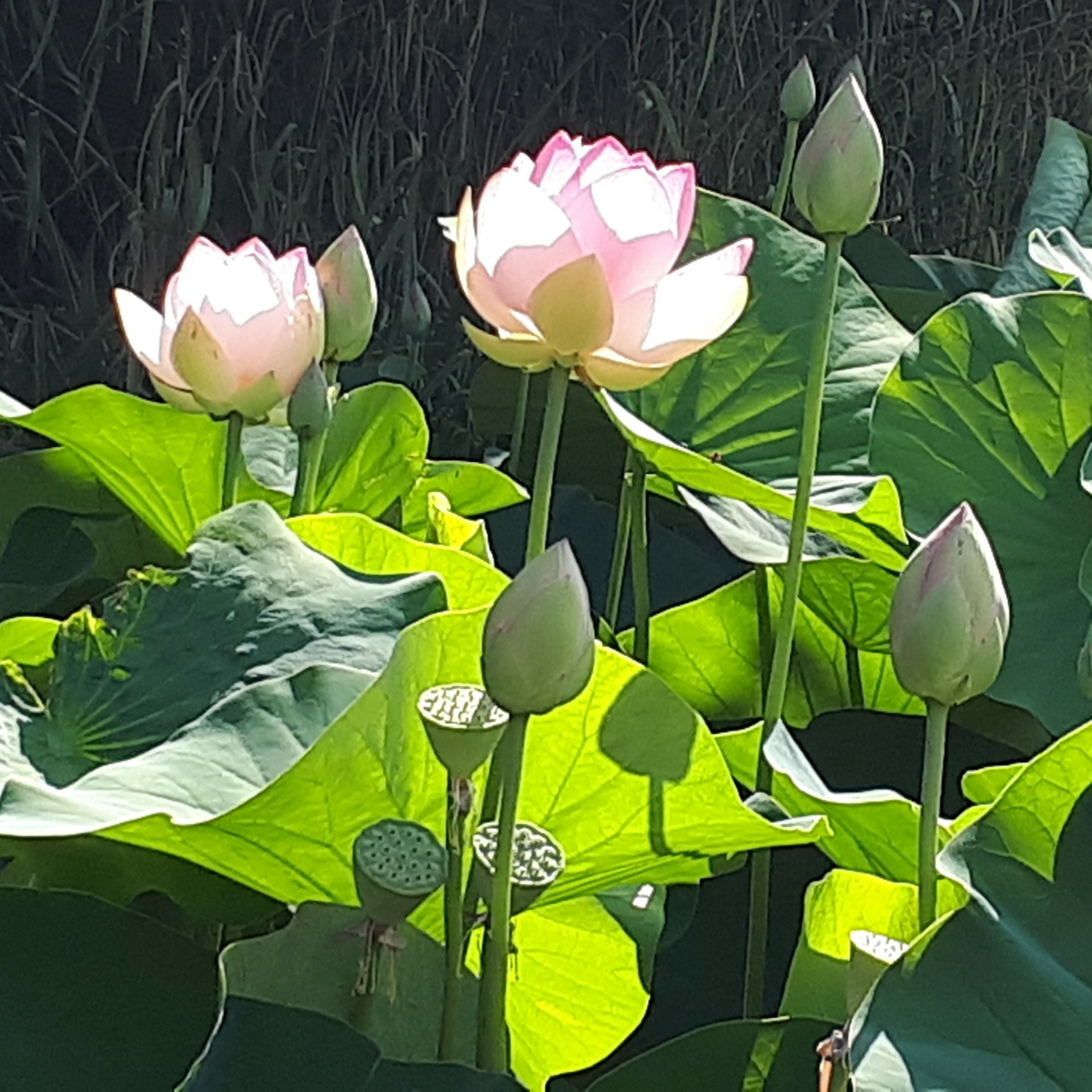 La mare aux canards
