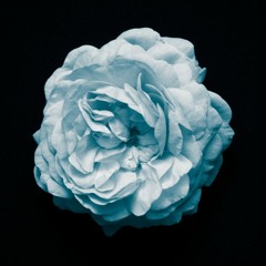 Everybody Dies [Prod. Lucid Soundz]