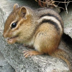Chipmunk G