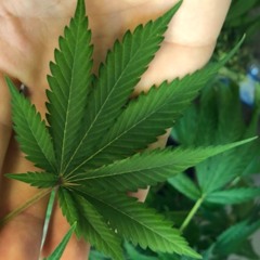 Herbs.01
