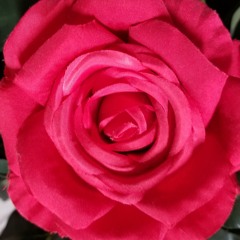 Rose in ta ne enaj kainemon