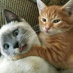 Untuk M (Dara Prayoga)