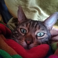 Starry Starry Night (Don McLean) Instrumental cover