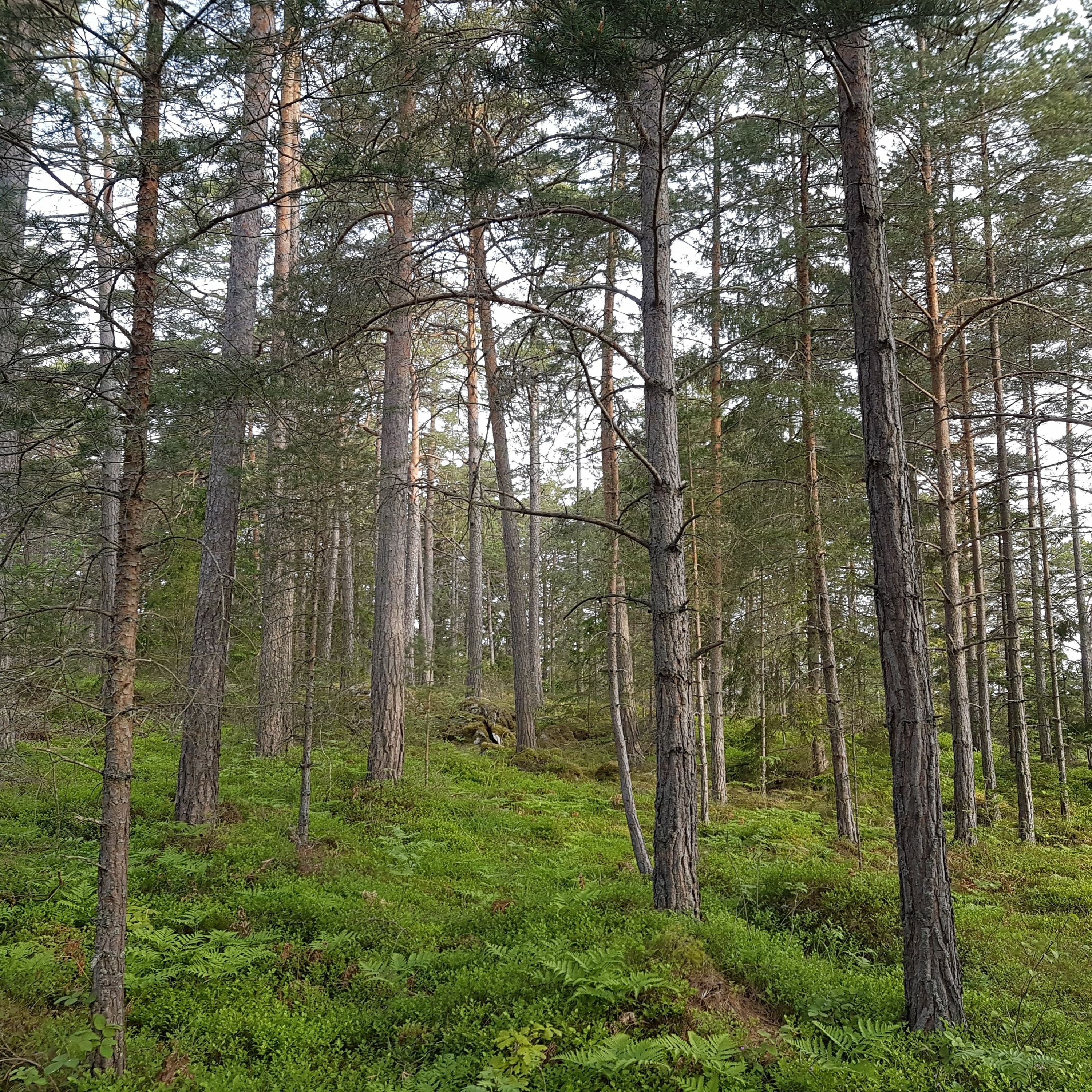 Trädpodden